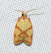Sparganothis sulfureana
