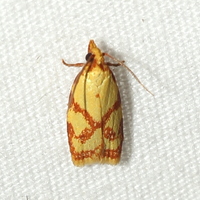Sparganothis sulfureana