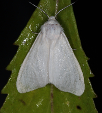 Spilosoma congrua