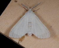 Spilosoma congrua