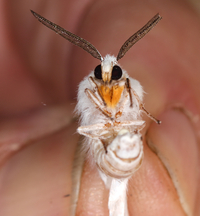 Spilosoma congrua