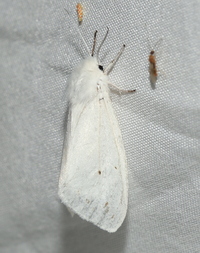 Spilosoma unidentified species