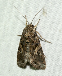 Spodoptera ornithogalli