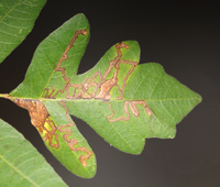 Stigmella rhoifoliella