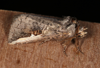 Symmerista albifrons