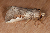 Symmerista leucitys