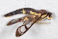 Synanthedon pyri