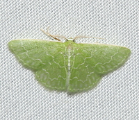 Synchlora frondaria