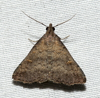 Tetanolita floridana