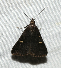 Tetanolita mynesalis