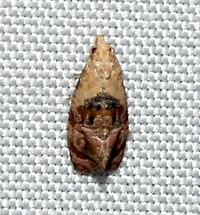 Thyraylia hollandana species complex