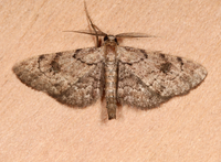 Tornos cinctarius