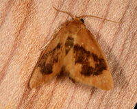 Tortricidia flexuosa of authors