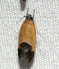 Triclonella pergandeella