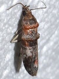 Ulophora groteii