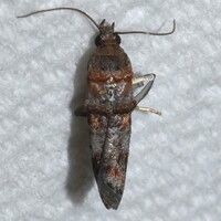 Ulophora groteii