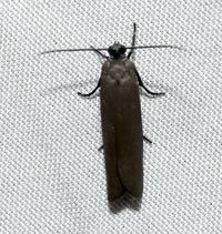 Urodus parvula