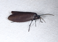 Urodus parvula