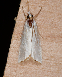 Urola nivalis
