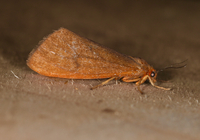 Virbia opella