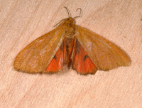 Virbia opella