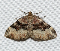 Xanthorhoe lacustrata