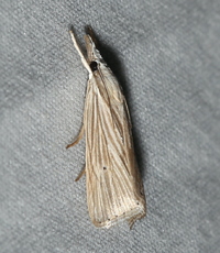 Xubida panalope