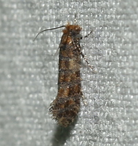 Xylesthia n. sp.