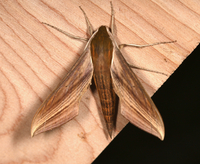 Xylophanes tersa