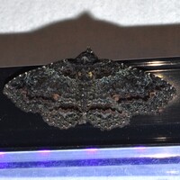 Zale aeruginosa