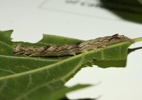 Zale galbanata