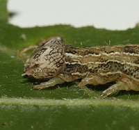 Zale galbanata