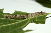 Zale galbanata