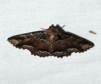 Zale minerea