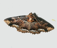 Zale minerea