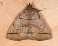 Zanclognatha cruralis