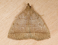 Zanclognatha cruralis