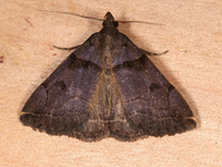 Zanclognatha laevigata