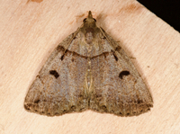 Zanclognatha laevigata