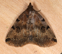 Zanclognatha lituralis