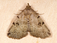 Zanclognatha lituralis