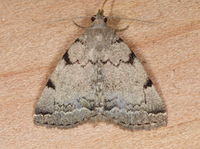 Zanclognatha theralis