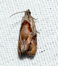 Zomaria interruptolineana