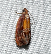 Zomaria rosaochreana