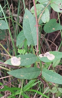 Anarsioses aberrans