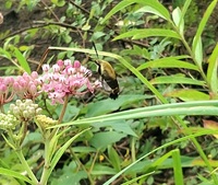 Hemaris diffinis