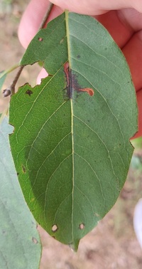 Coptodisca diospyriella