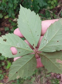 Phyllocnistis ampelopsiella