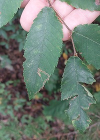 Stigmella apicialbella