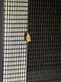 Clepsis peritana